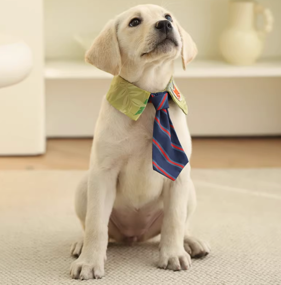 Zootopia - Dog Collar (For Dog)